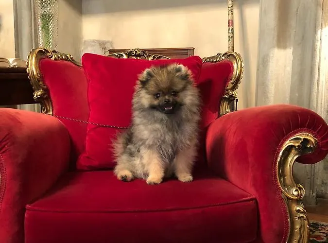 Gabbia D'oro Otel Verona